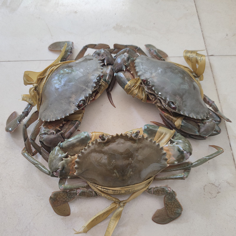 海南大青鲜活膏蟹野生黄油蟹特大红膏肉三门青蟹