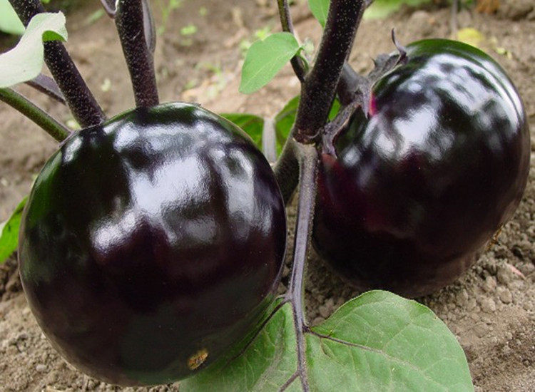 山东现摘时令圆茄子新鲜蔬菜紫茄子嫩茄子农家自种5斤包邮