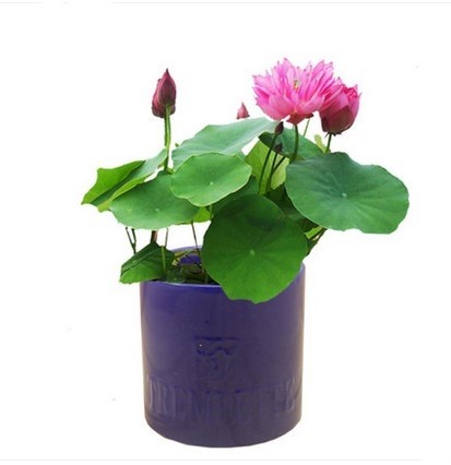 水培植物睡莲种根根茎根块阳台净化空气盆栽荷花莲花趣味花卉 - 全场