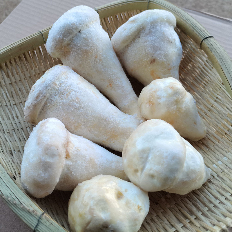 新鲜老人头菌冰速冻仙人人头松苞云南野生菌菇新鲜松茸