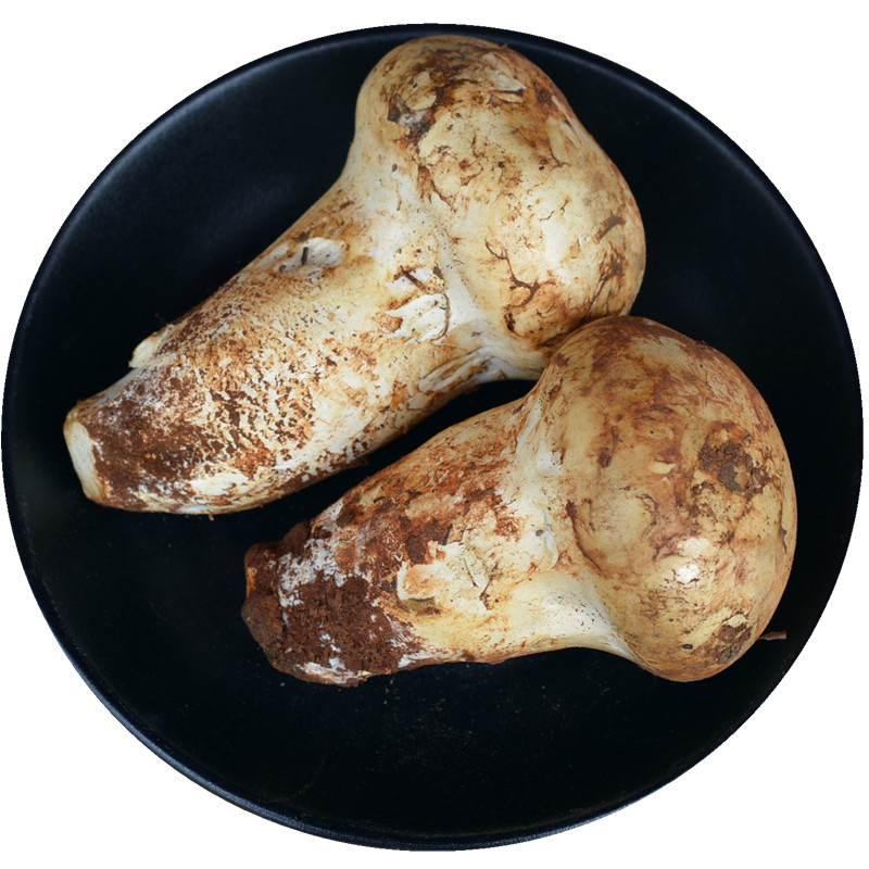 今年新鲜野生老人头菌松苞菌仙人人头云南大理新鲜松茸