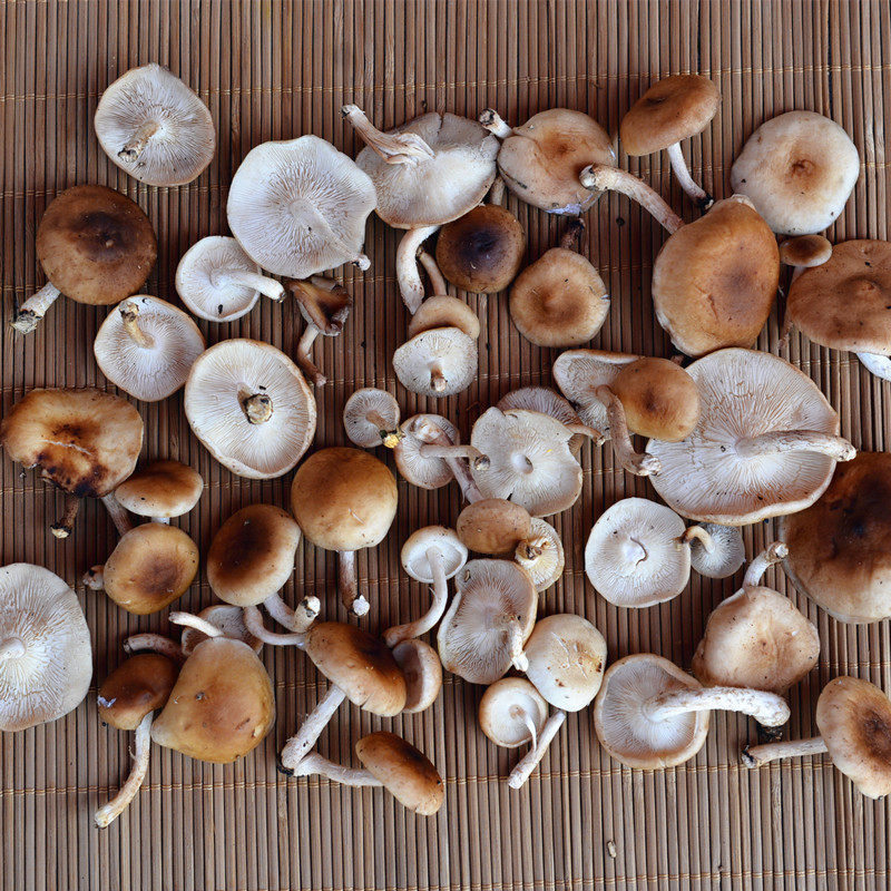 野生新鲜香菇香蕈香菌香信云南丽江特产味道新鲜松茸