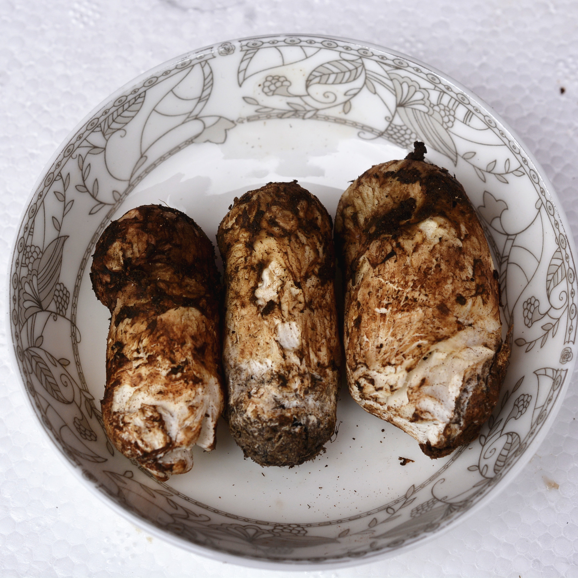 现货新鲜松茸菌不开伞厘米云南香格里拉野生土特产新鲜松茸