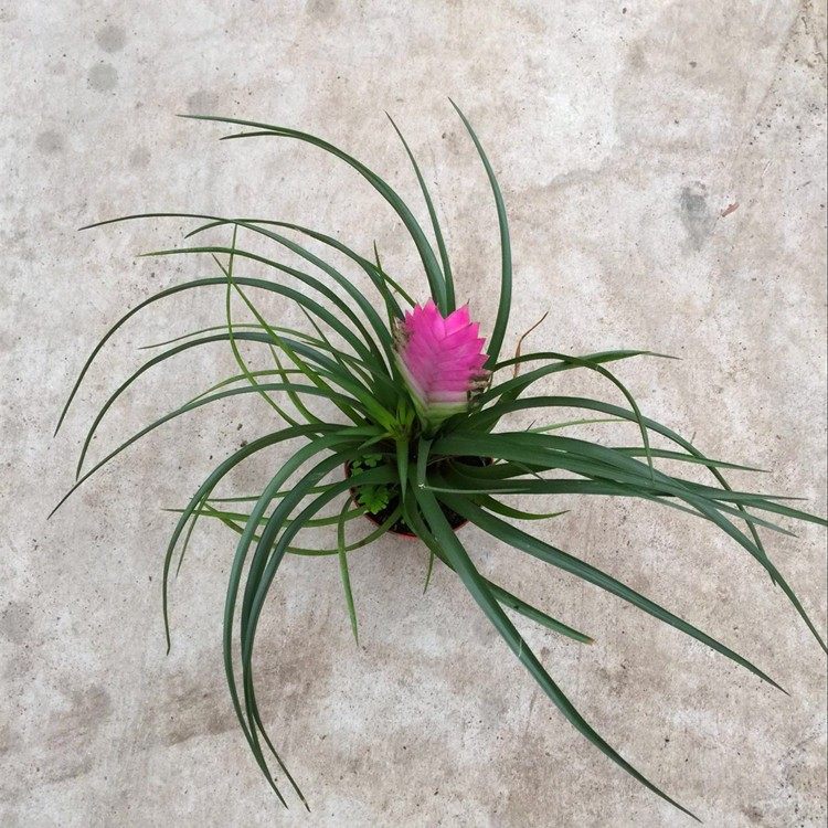 兰花兰花紫紫花凤梨稀有品种室内铁兰盆栽净化空气绿植