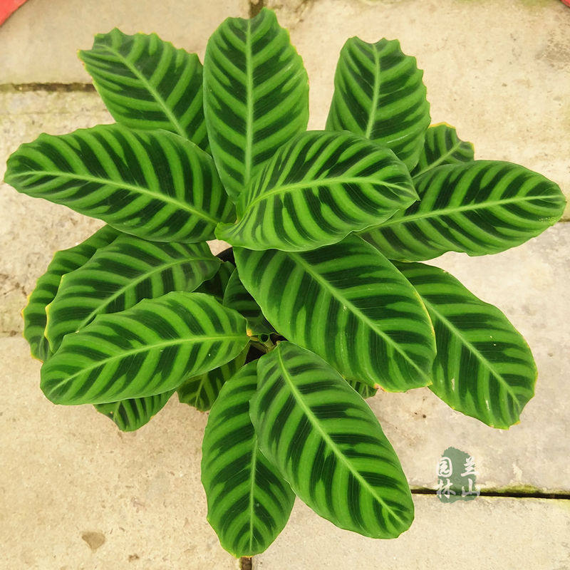 绒叶室内绿植天鹅绒竹芋斑马四季常绿盆栽肖竹芋绿植