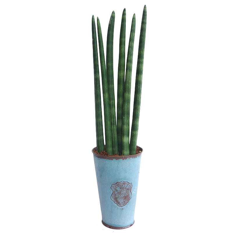 植物棒叶虎尾佛前虎皮稀有客厅绿植肉肉室内绿植