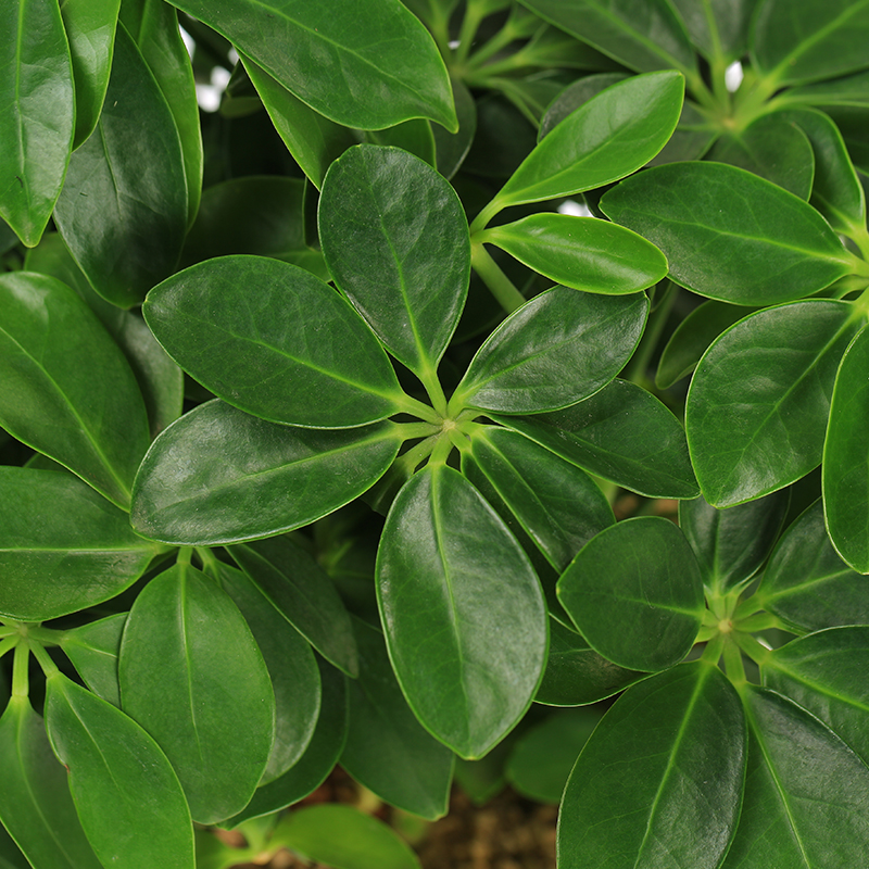 鸭脚木鹅掌室内观叶植物植物吸收尼古丁甲醛办公室桌面绿植