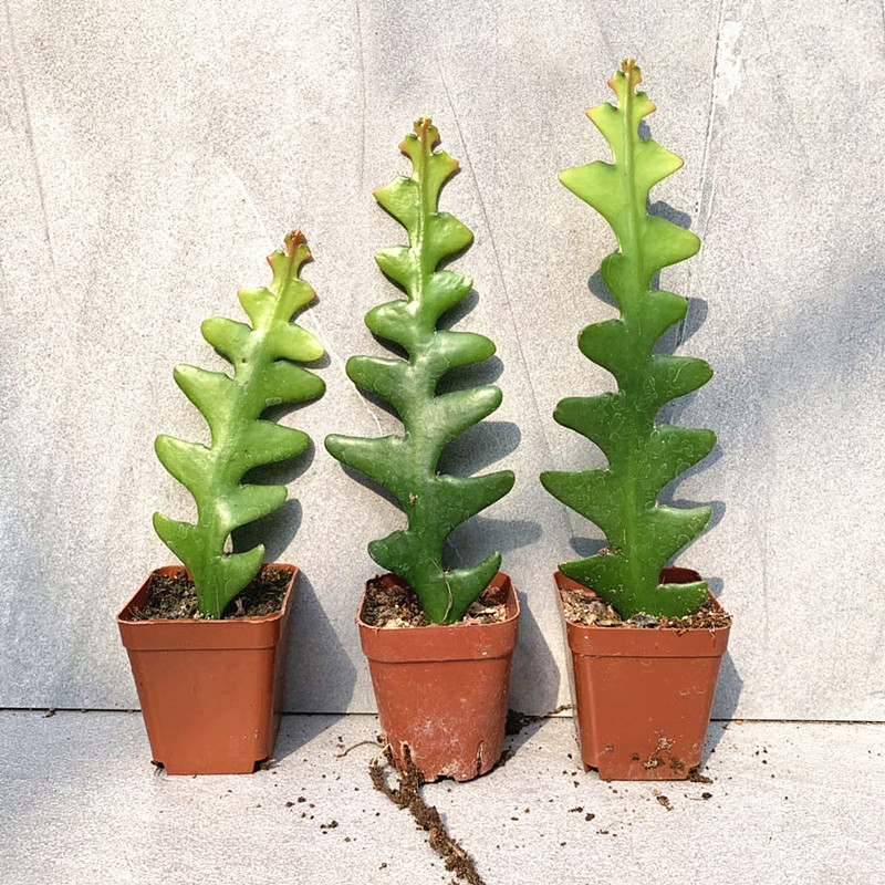 鱼骨令箭锯齿荷花稀有品种仙人掌植物多肉室内多肉植物