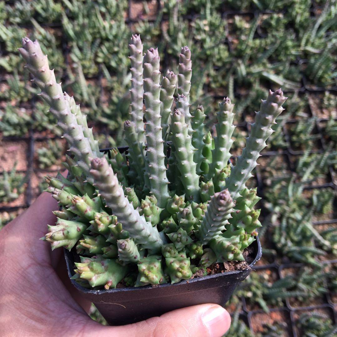 植物姬龙角多肉开花巨美肉肉盆栽办公室桌面绿植多肉植物