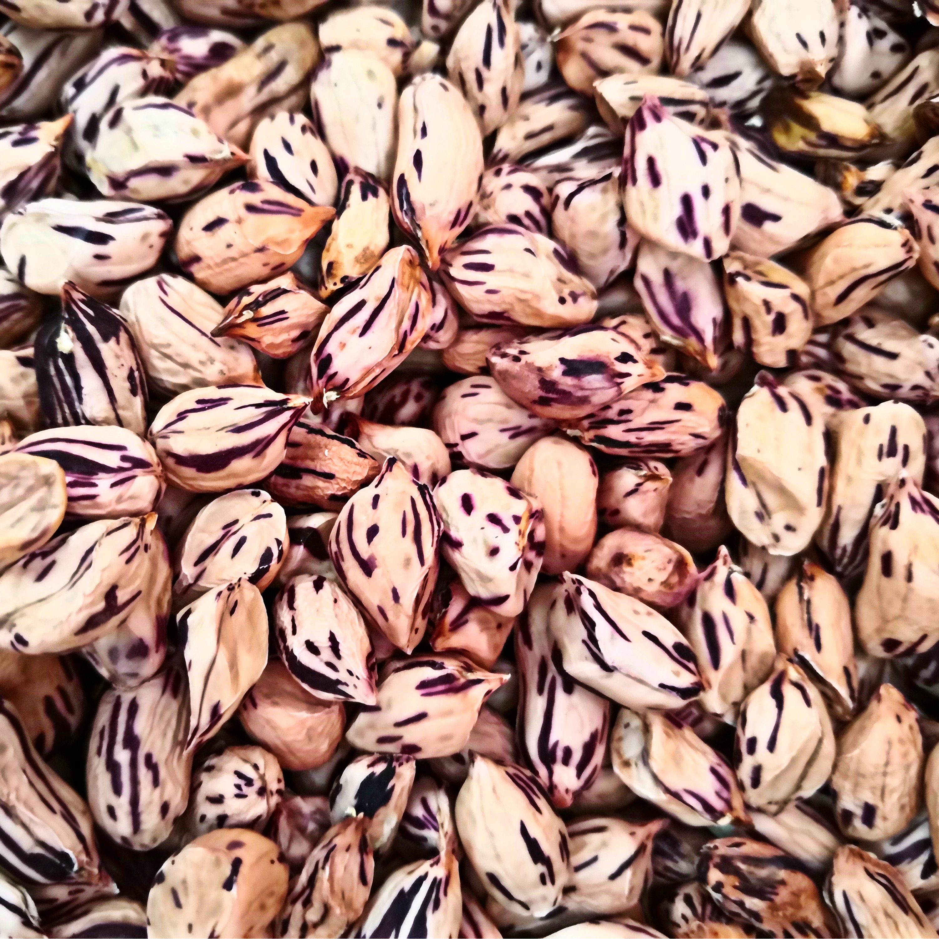 花生云南富硒高原七彩七彩花彩色彩色花礼盒盒装花生