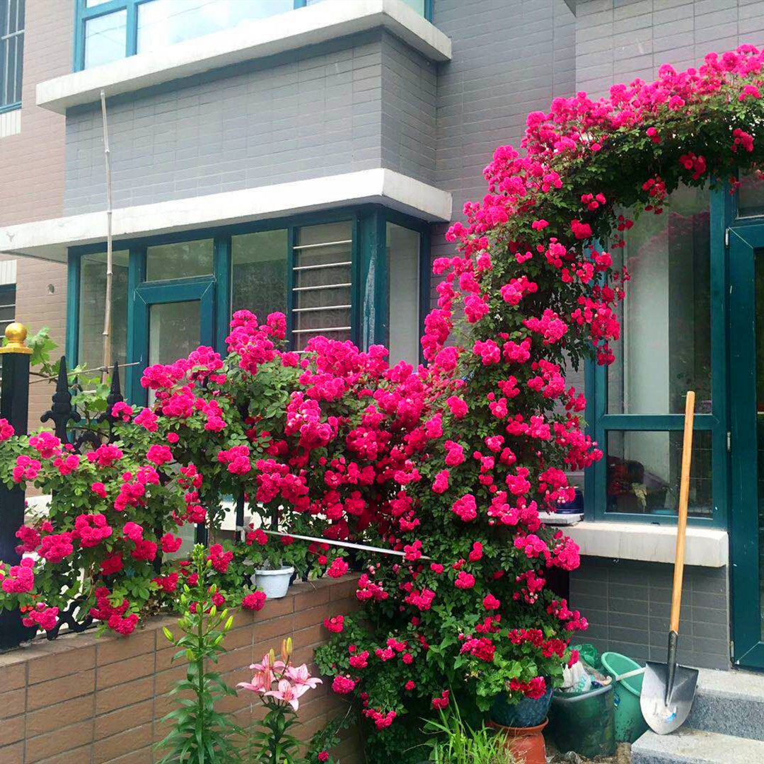 月季蔷薇爬墙月季花花苗彩虹爬藤多花藤本复色时令草本花卉