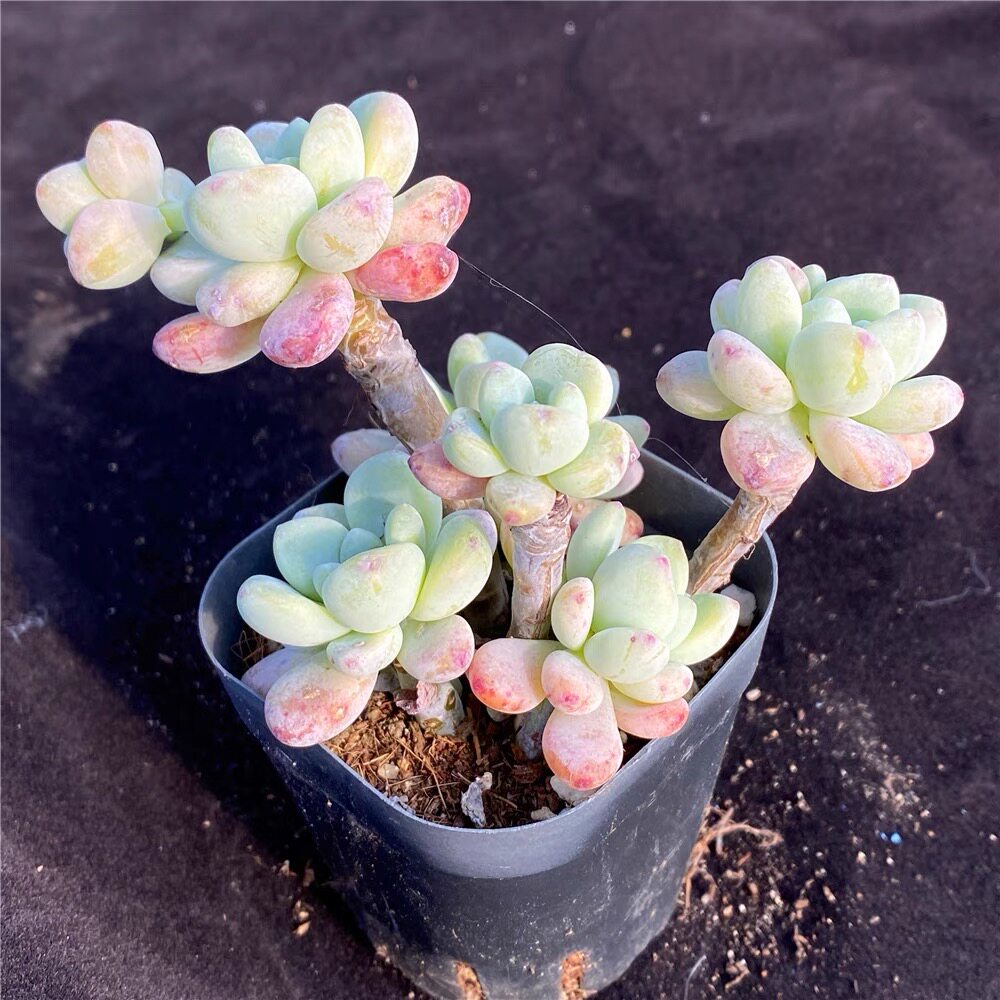 植物劳尔多肉老桩多头群生阳台露天好养易活多肉植物