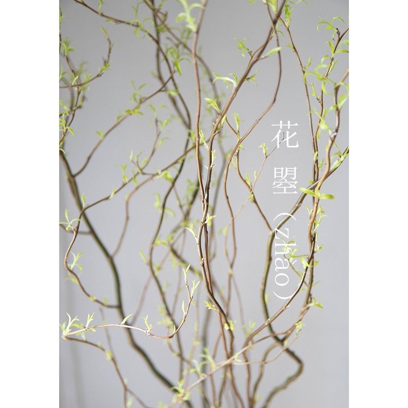 龙柳鲜水养鲜花插花龙柳水枝条家用切枝鲜花速递同城