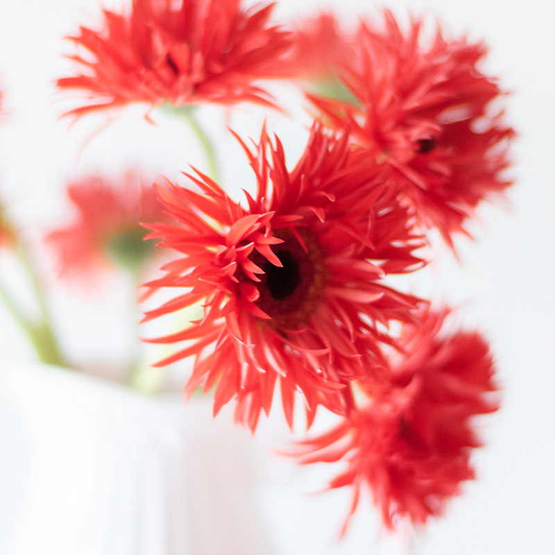 弗朗毛边拉丝扶郎家居鲜花鲜花速递上海江浙沪顺丰鲜花速递(同城)