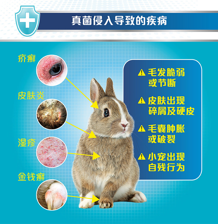 兔博士真菌卫迪喷剂兔癣皮肤病感染螨虫掉毛结痂兔兔保健品