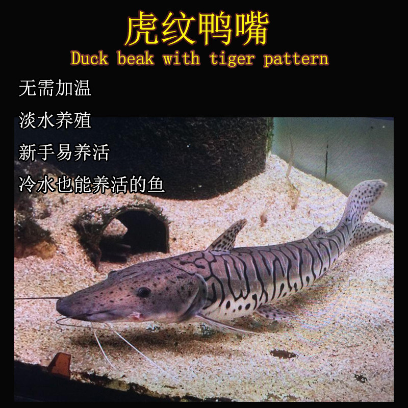 热带鱼虎纹鸭嘴鱼不用加温鱼水水族鱼缸观赏鱼淡水鱼鱼