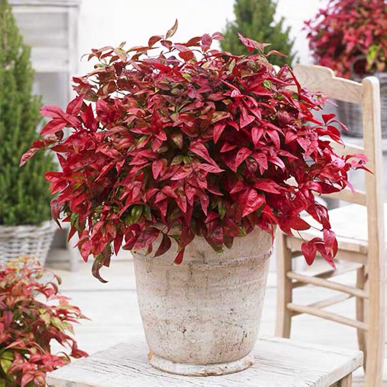 红叶花卉彩叶天竺红天阳台植物绿植耐热南天绿植