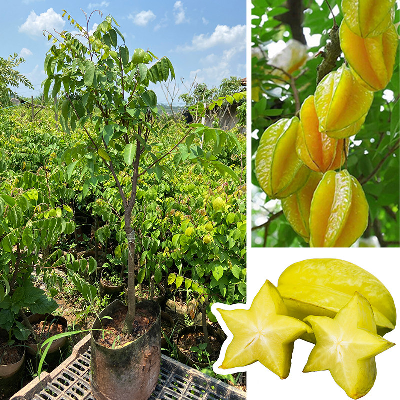 杨桃树苗台湾嫁接果树庭院植物盆栽当年结果果树