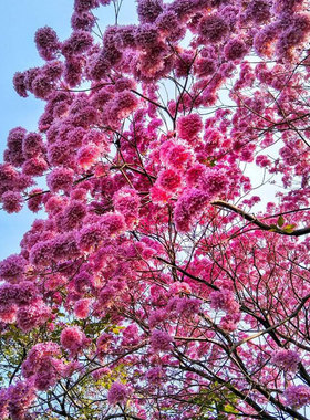 红花风铃木绿化林木树种籽黄花种子