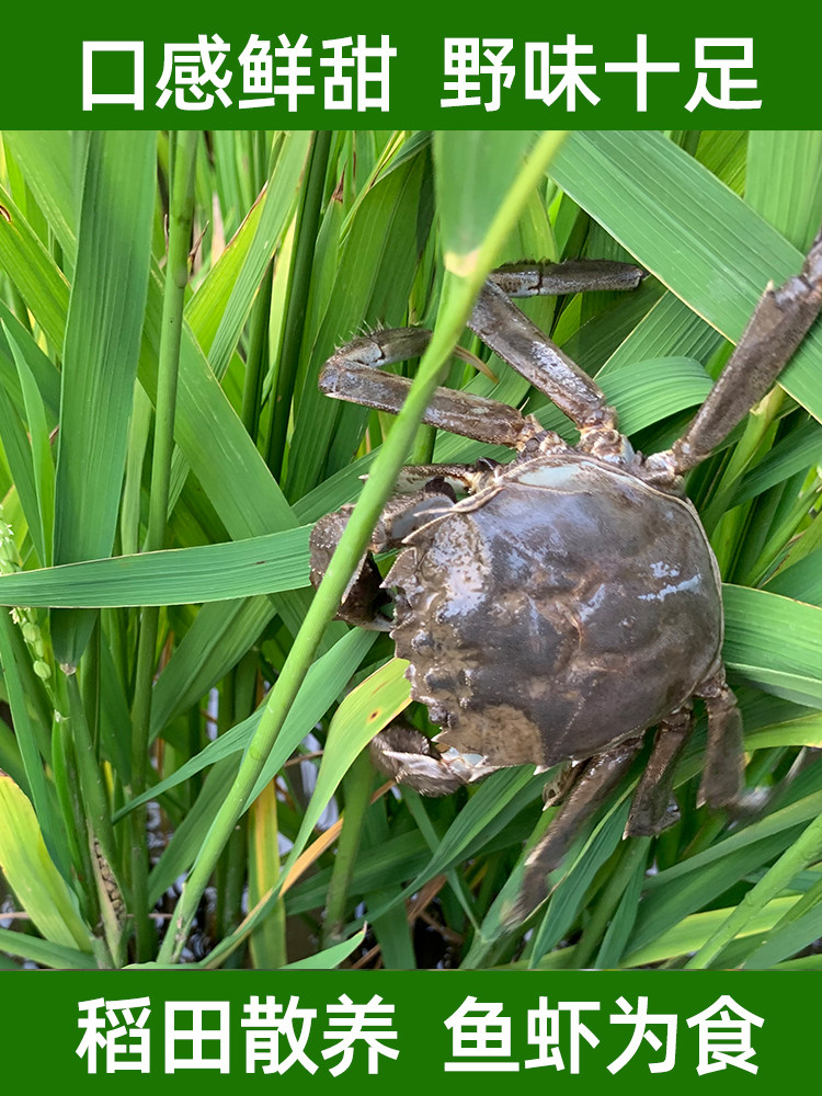 盘锦河蟹净重大闸蟹8只29252420两稻田鲜活螃蟹大闸蟹
