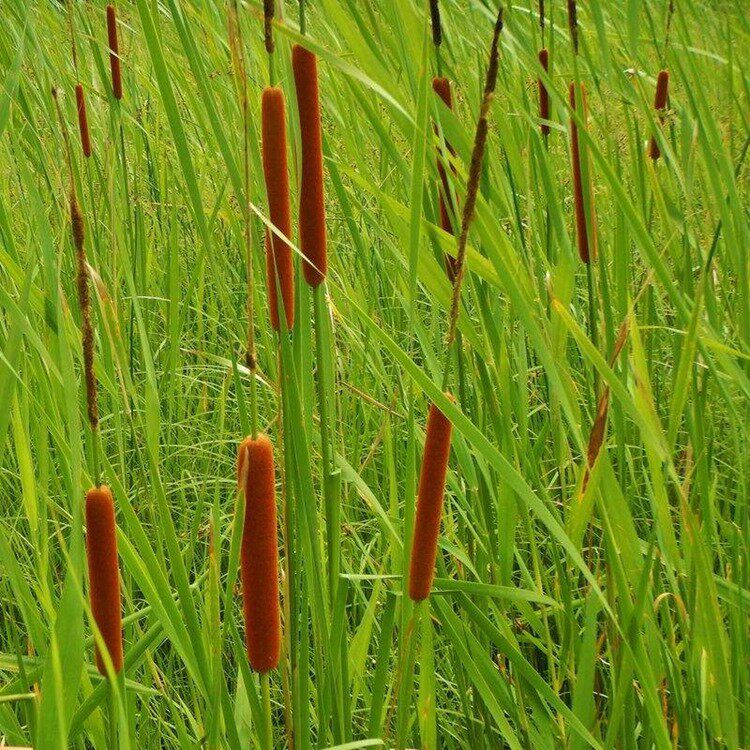 水生花卉植物蒲花香蒲草水烛蒲菜净化水质蒲棒绿植