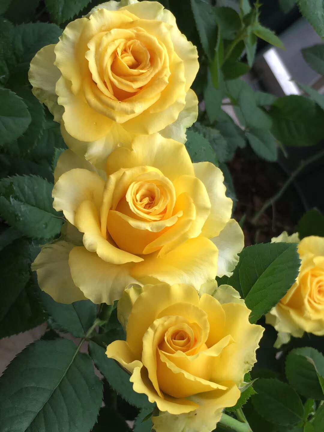 玫瑰贝壳黄色波浪状欧月月季水灵花园浓香植物盆栽