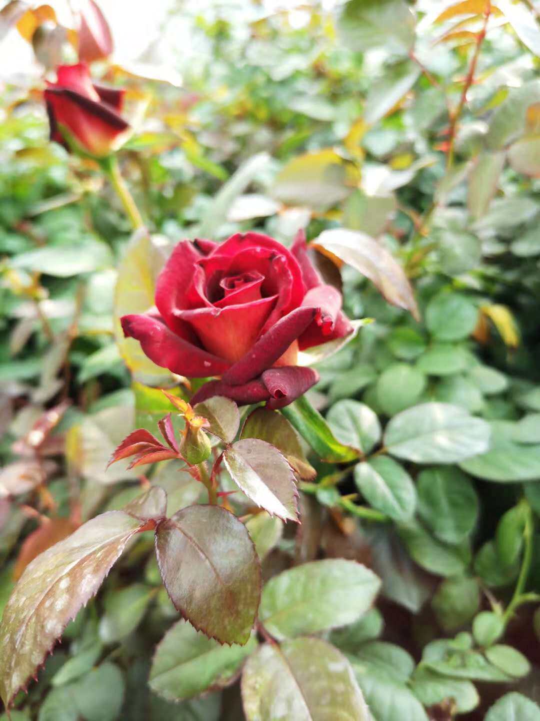 【水灵花园】骇客 月季 灌木 切花 暗黑黑金系盆栽地在均可
