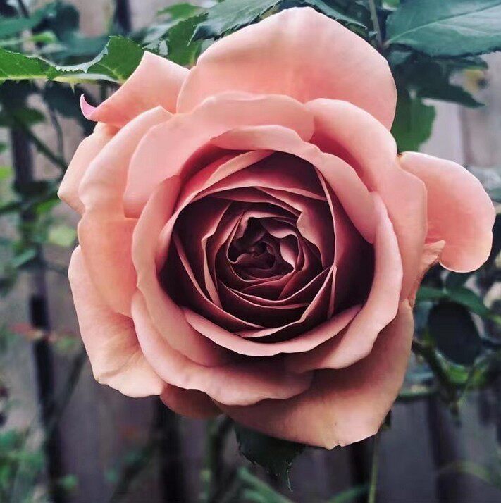 水灵花园可可洛可kokoloco灰色色系月季暴花款观叶