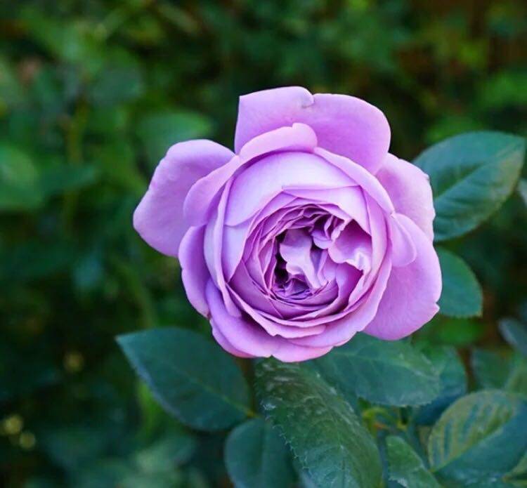 水灵花园微蓝有点灌木淡紫色月季盆栽植物绿植