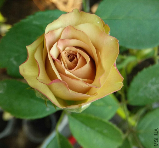 水灵花园梦寐复古古色切花月季四季开花绿植