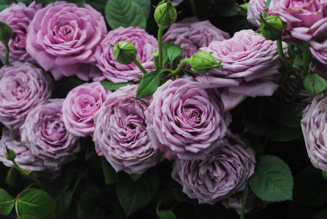 水灵花园水星星王月季大花微月阳台系列绿植