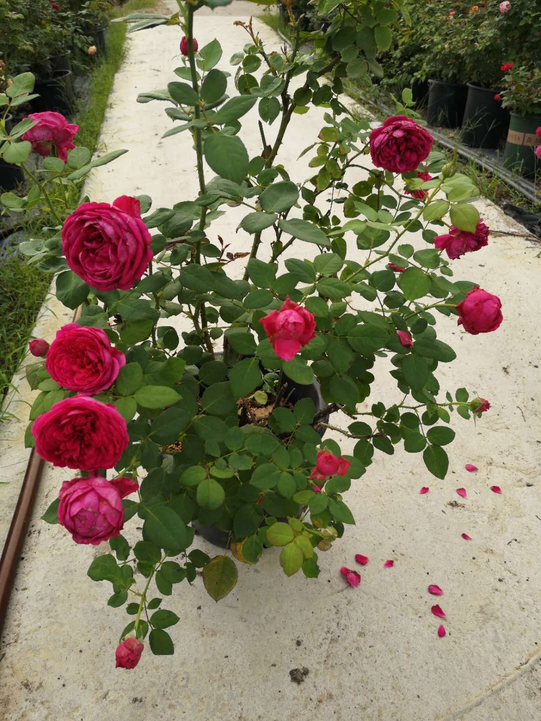 【水灵花园5加仑大苗】双人芭蕾 切花 灌木包子月季 欧月花型持久