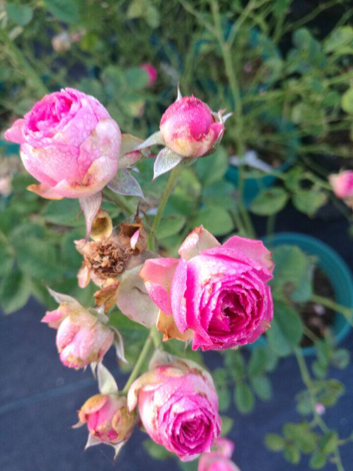 多头水灵花园5加仑大苗超感月季丰花小灌木集群绿植