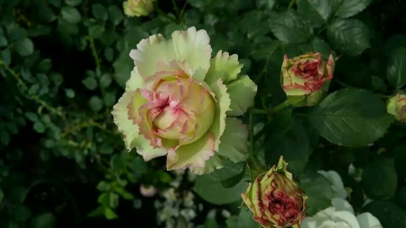 水灵花园蕾丝伊甸园粉龙芽变月季欧月藤灌均可绿植