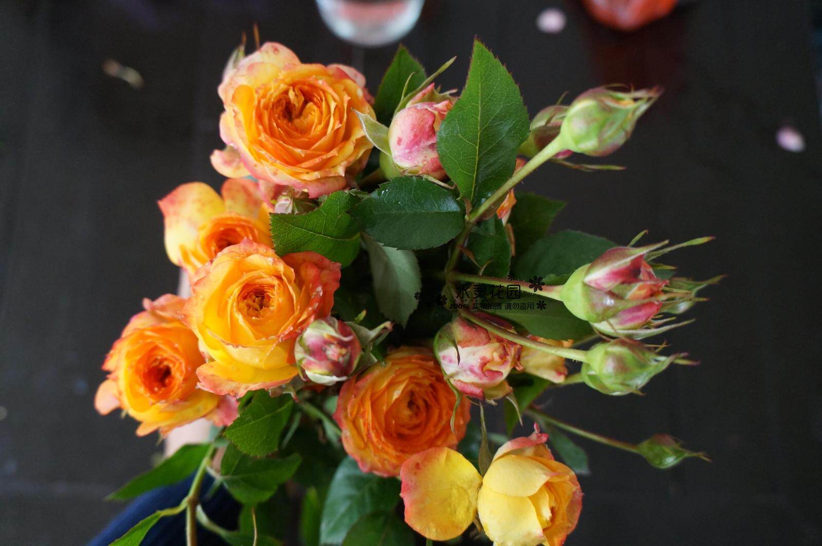 水灵花园浪漫玫瑰面纱月季欧月灌木丰花绿植