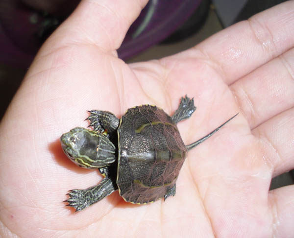 龟苗2020年绿线活体动物杂草杂交乌龟金线龟外龟