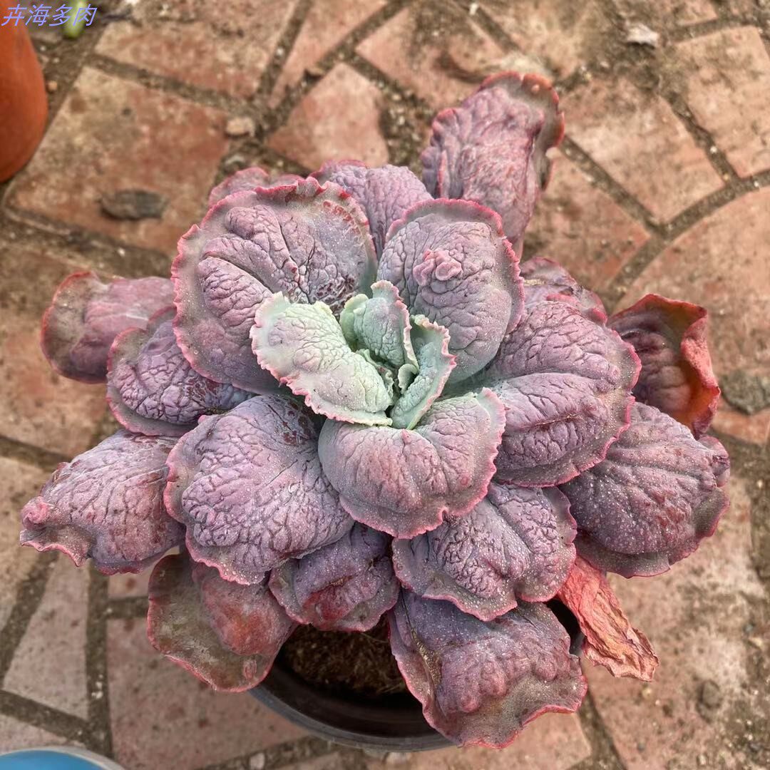 狂野男爵尼古拉斯全疣石莲老桩发货整群状态大棚清棚多肉植物