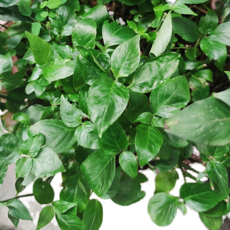 草苗红蓝广西五色糯米米饭紫色红色红兰紫蓝绿植