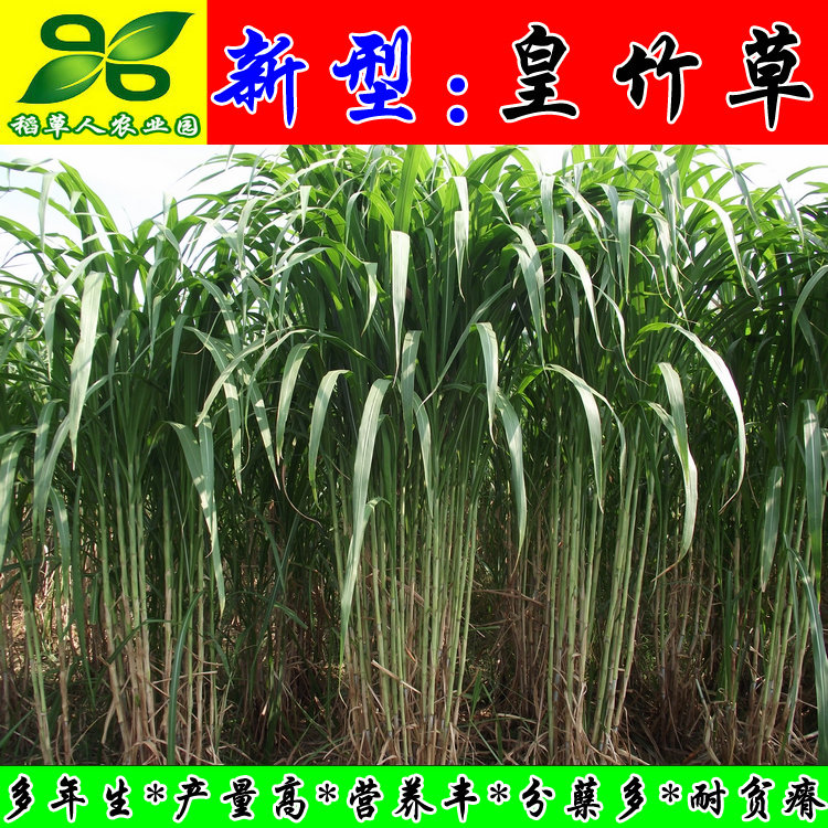 新型皇竹草种芽苗节茎杆子 正宗猪牛羊鸡鸭鹅兔鱼鼠牧草种籽包邮