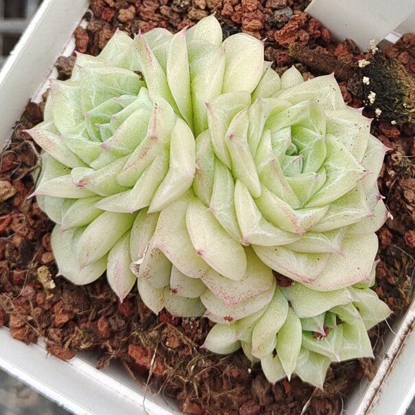 一物一拍白天鹅麦秆油腻暗纹货多植物新手好养多肉植物