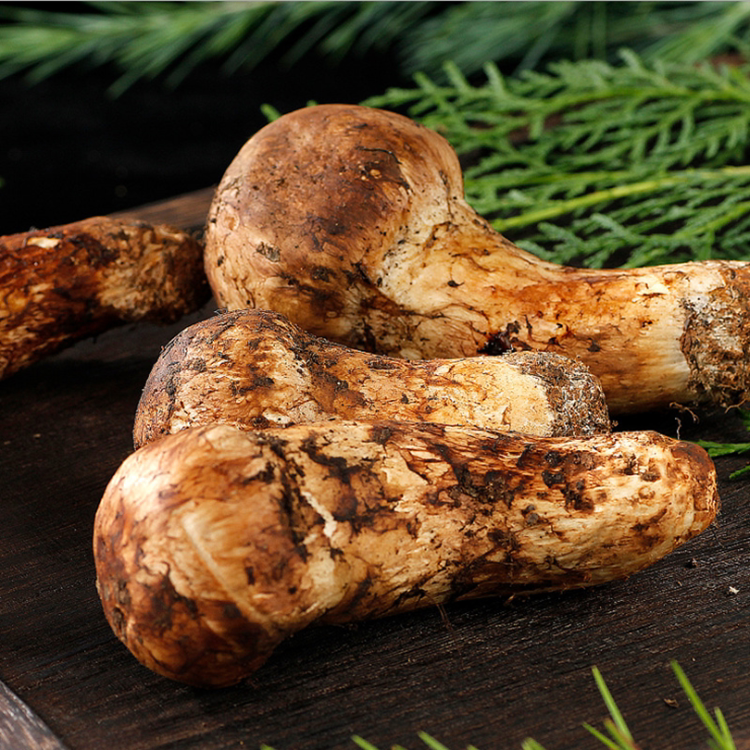 新鲜松茸香格里拉野生菌鲜菌菇云南特产出口特级松茸