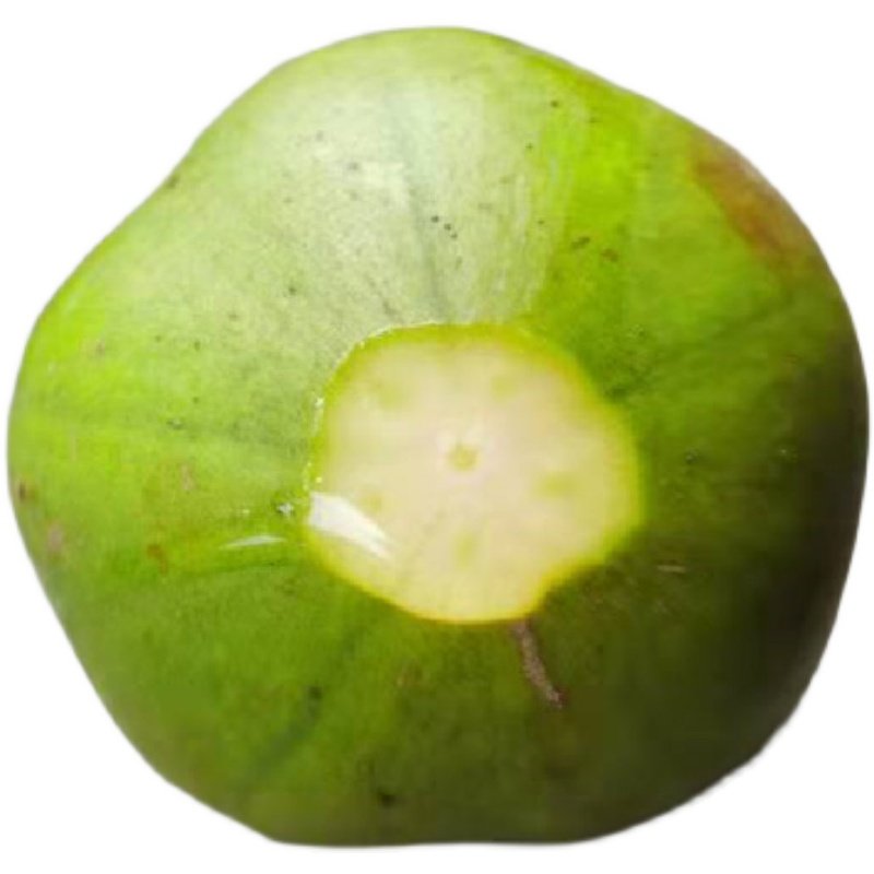 野生桐子大山自然生长油桐果桐果子重庆特产其他药食同源食品