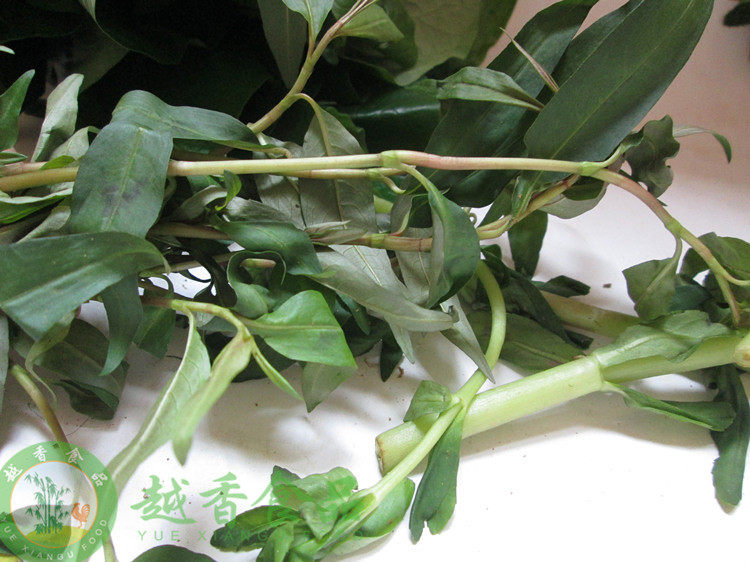 假辣蓼草红辣鱼越南屈头蛋毛蛋备必叻沙叶香料吃生鱼片用需改价