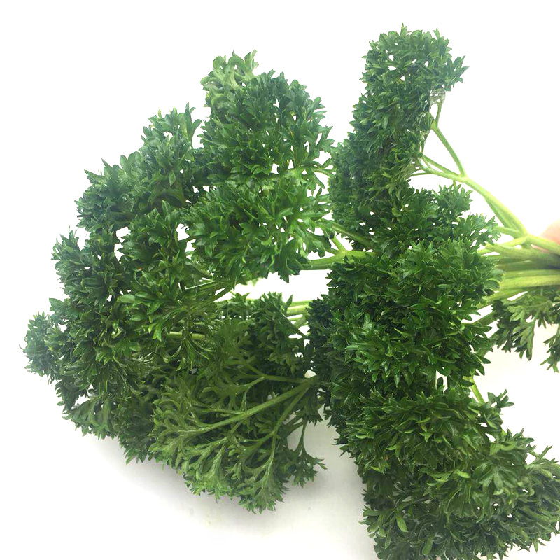 法香 荷兰芹 西餐摆盘 装饰用菜 当日新鲜 250克配送 新鲜香 欧芹