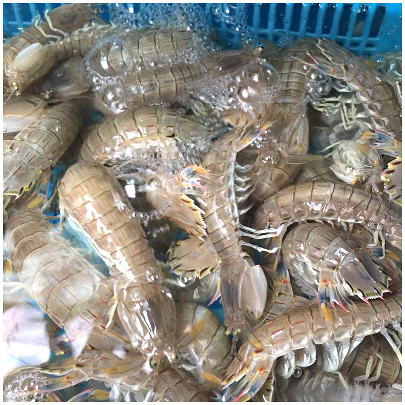 海鲜成都鲜活爬爬虾活耙子虾姑虾虎500克皮皮虾其它