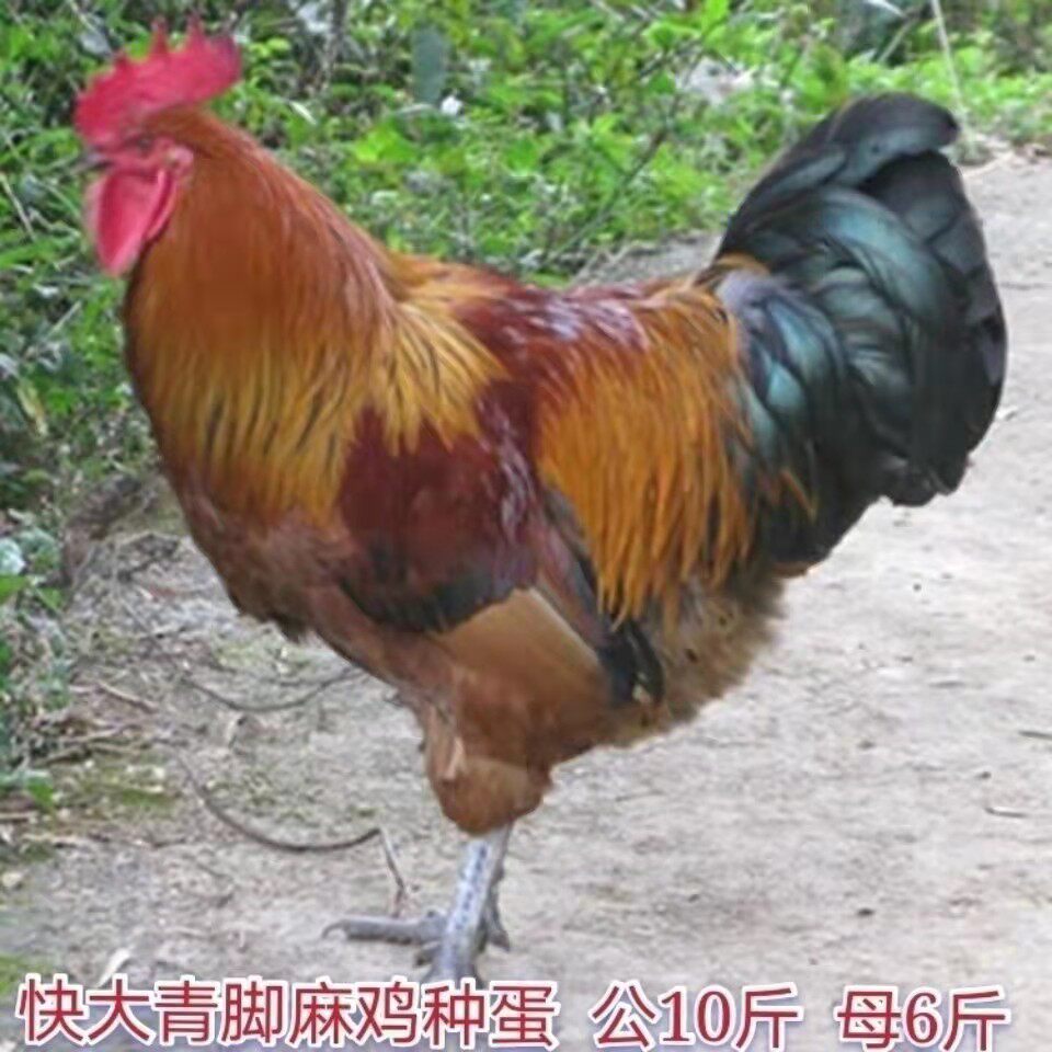种蛋纯种大青脚麻鸡肉肉鸡受精蛋可孵化土鸡鸡蛋