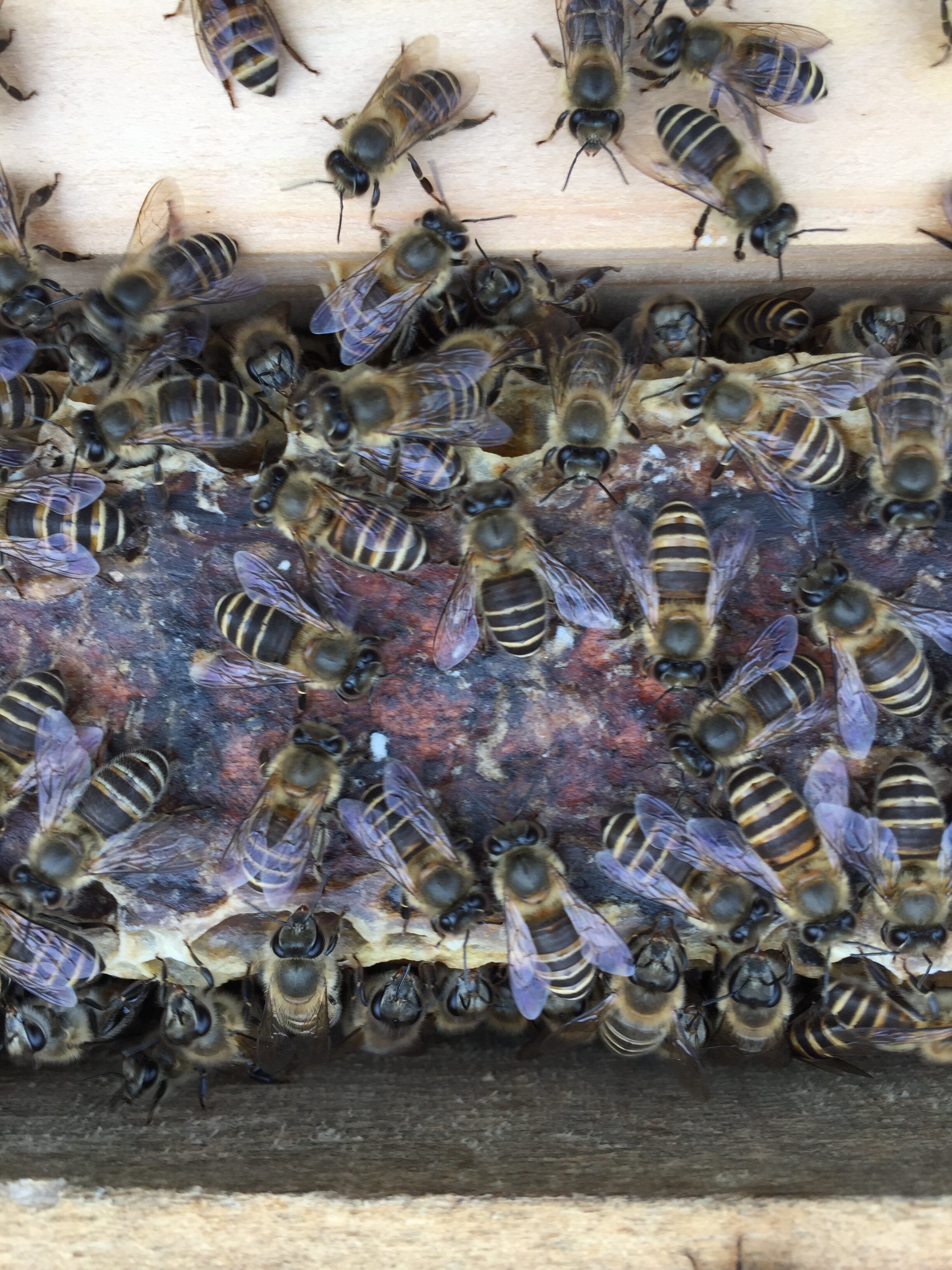 马尔康阿坝中蜂原种蜂王 马尔康发货-相如阿坝中蜂育种场