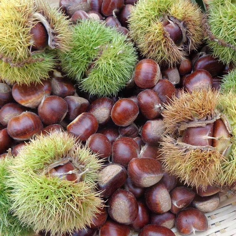 栗子大别山特产湖北罗田麻城2022年新鲜带壳5斤装新鲜板栗