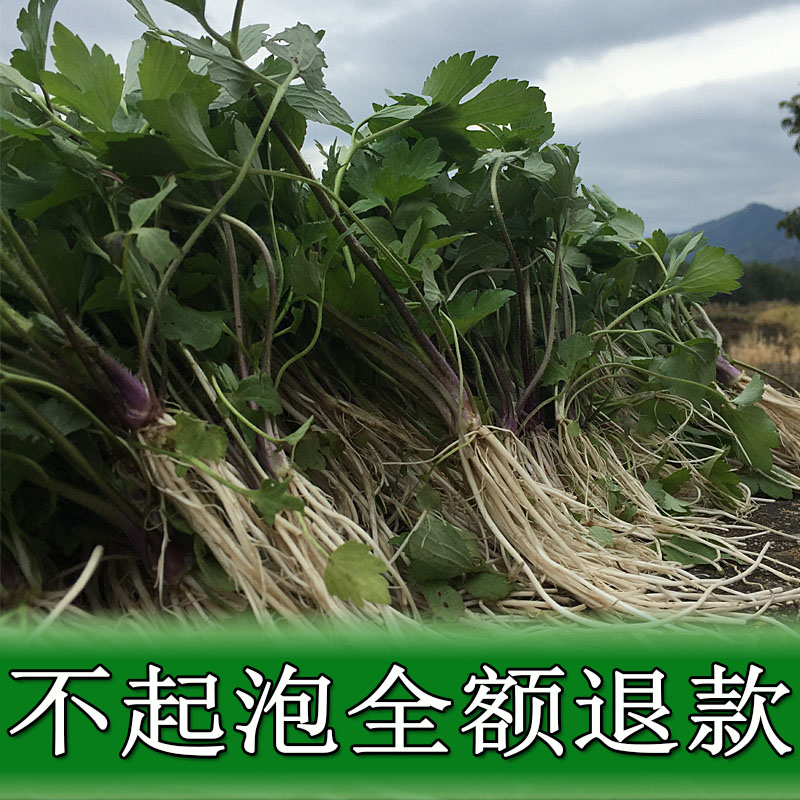 新鲜毛茛草 老虎脚迹 五虎草 鸭脚板 起泡菜野生中药材250g包邮
