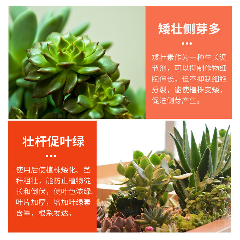 矮壮素多矮胖花卉矮壮剂植物矮化化剂花木百合生长调节剂